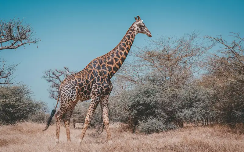 A giraffe walking through dry savannah