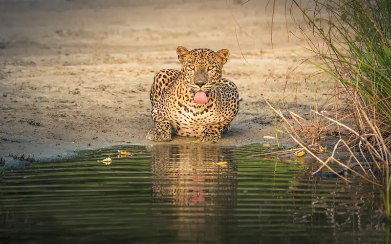 A leopard resting by a waterhole
