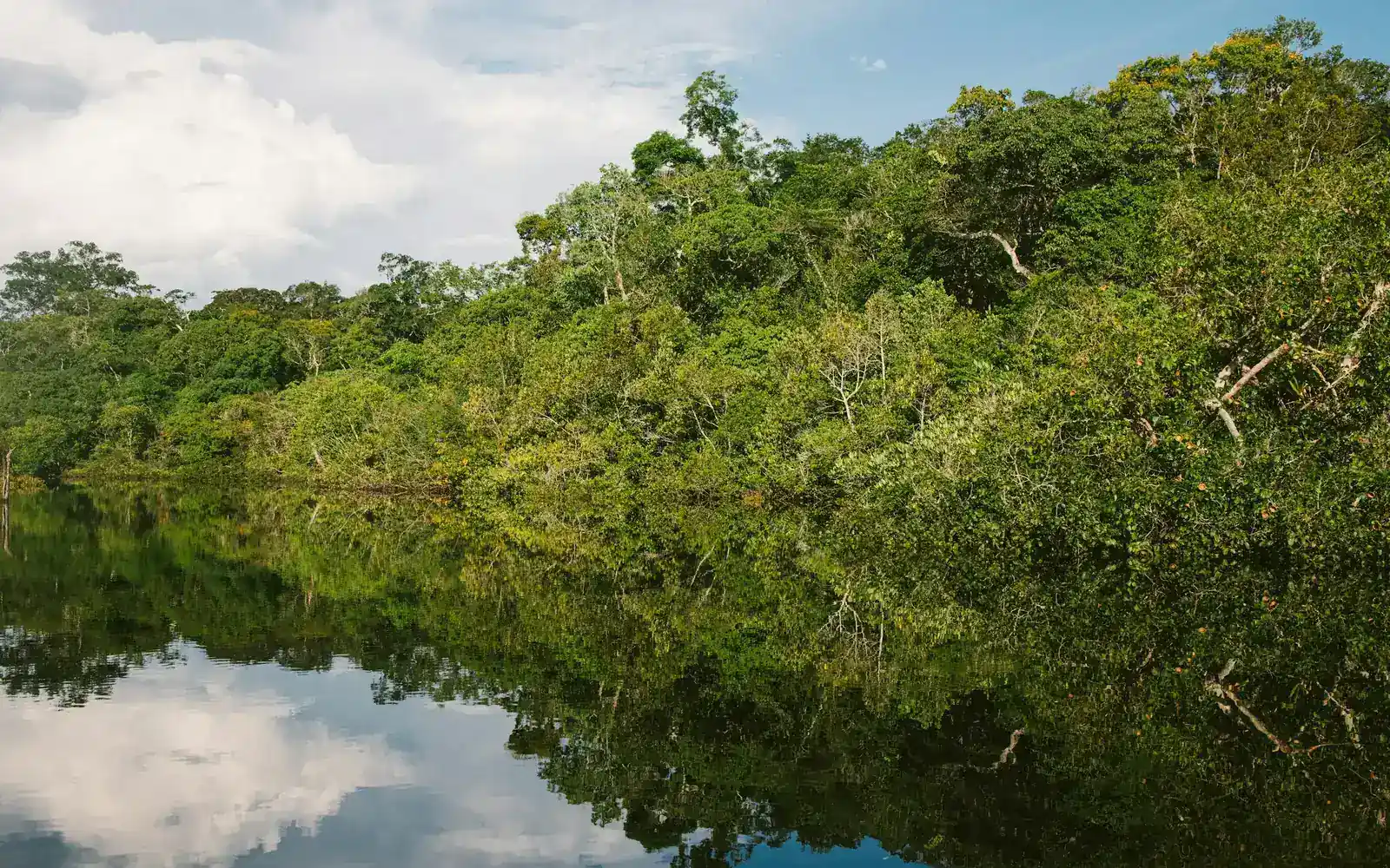 Rainforest reflected in a still river