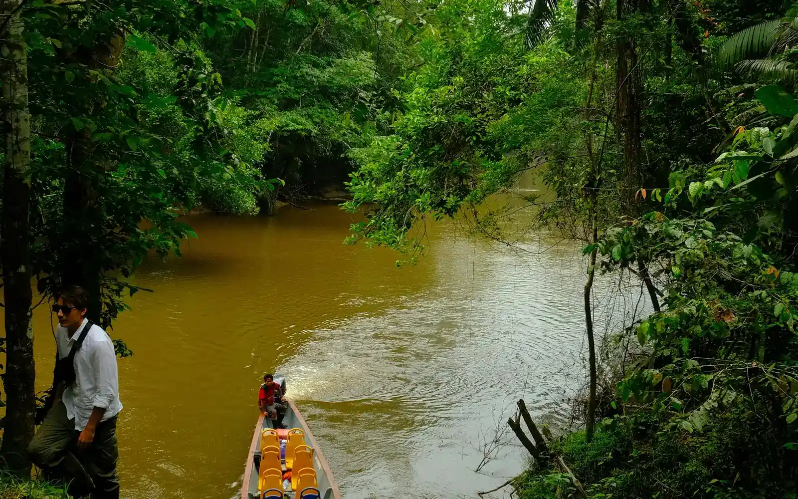 A guide paddling through rainforest waters