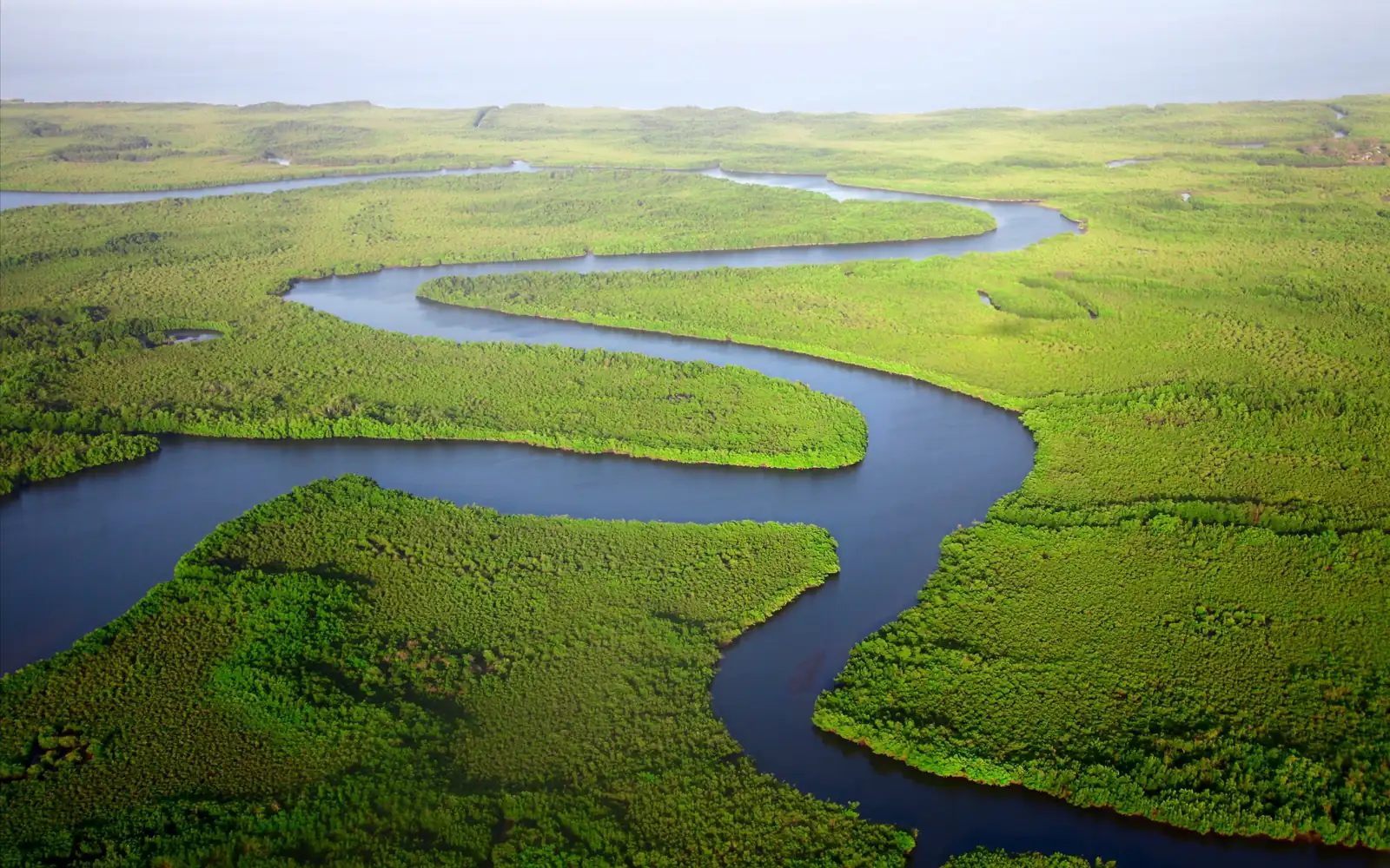 A winding river through green mangroves