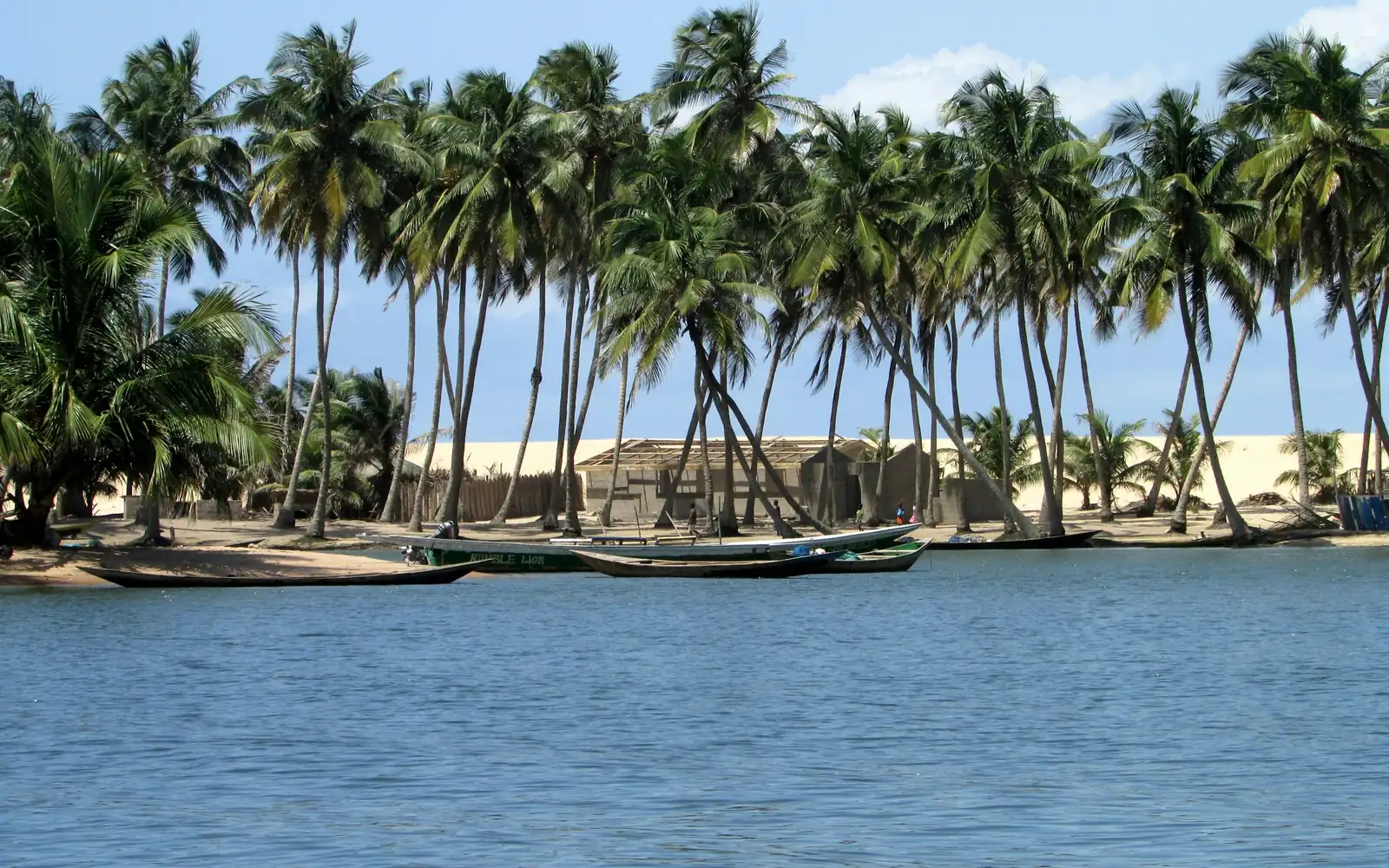 Palm trees and fishing boats on the riverbank