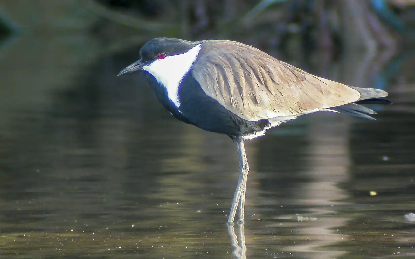 A wading bird in still water