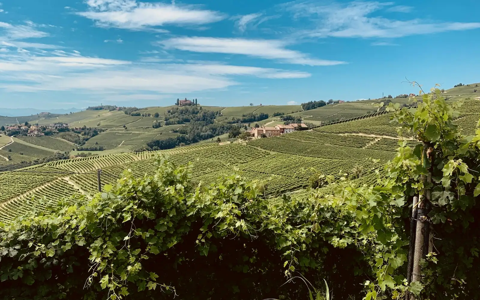 Vineyards on the rolling Langhe hills