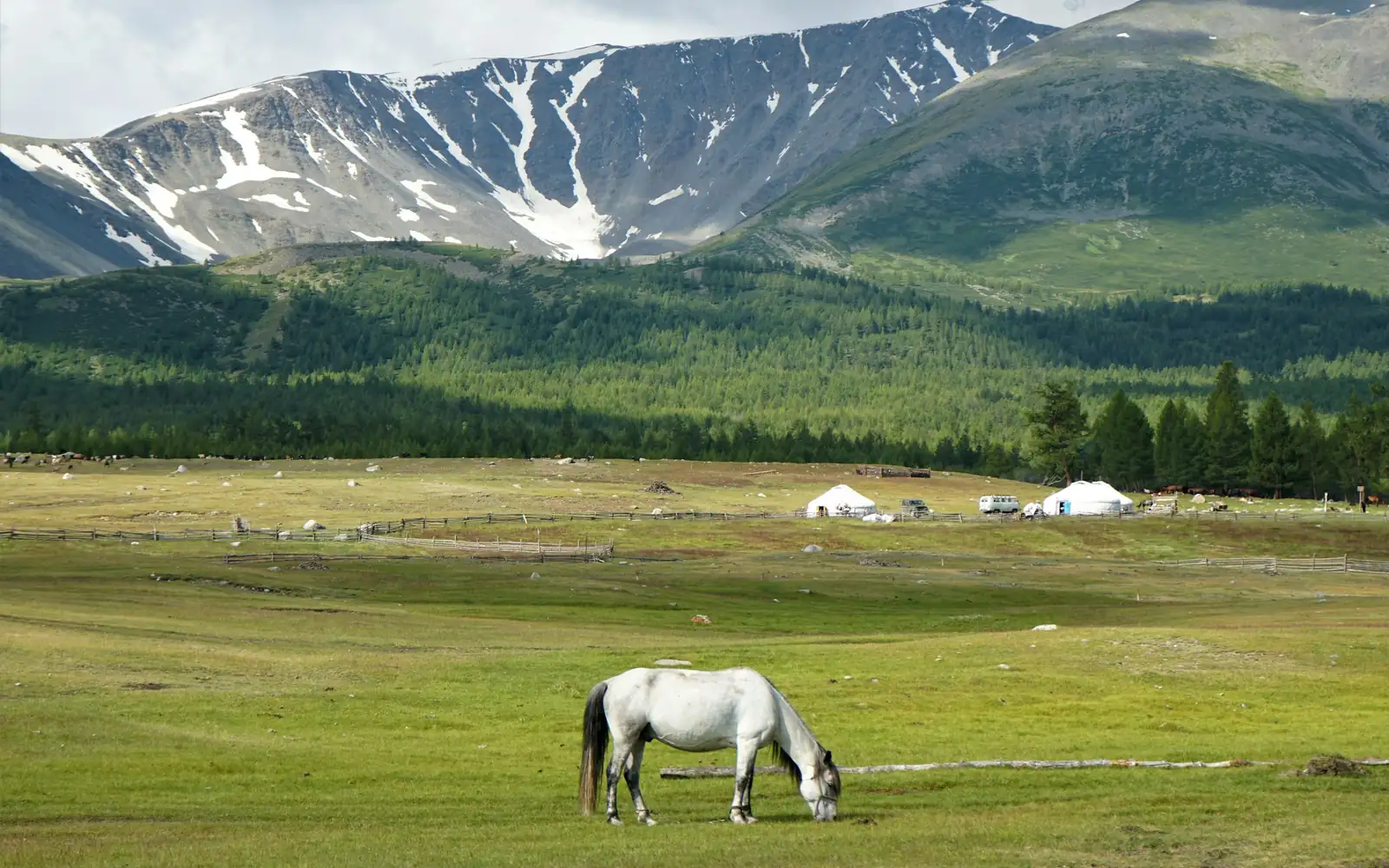 A white horse grazing below snow-capped mountains