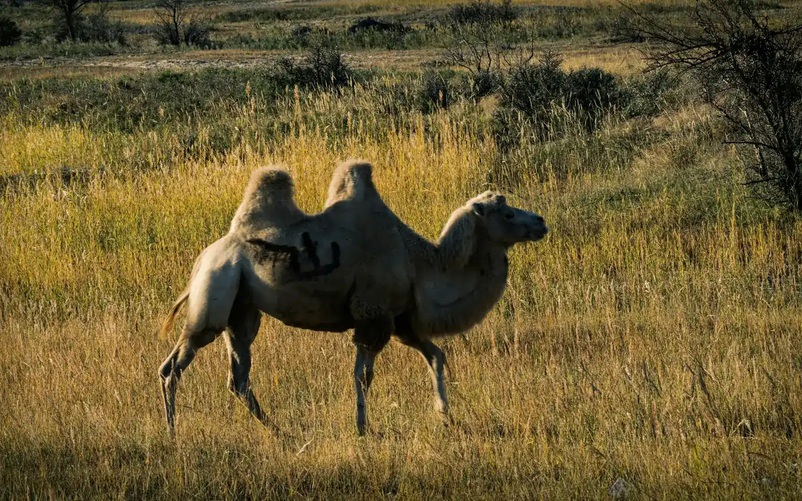 A Bactrian camel on the golden steppe