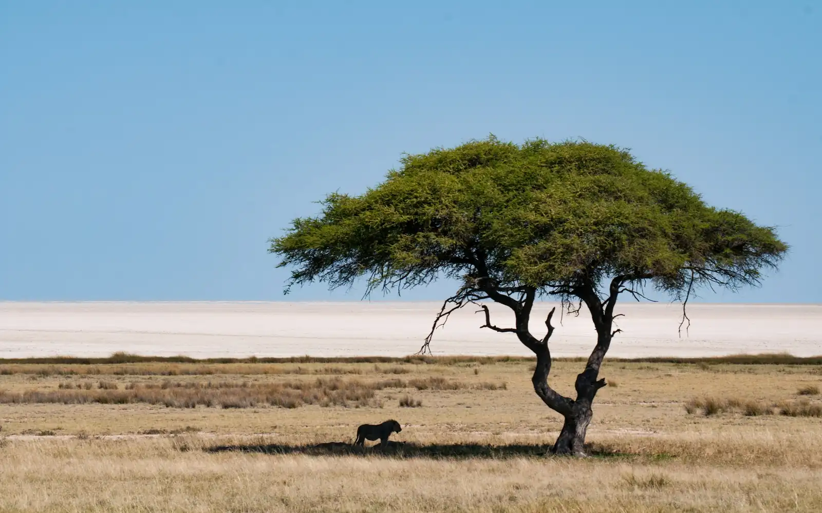 A lone acacia on the white Etosha pan
