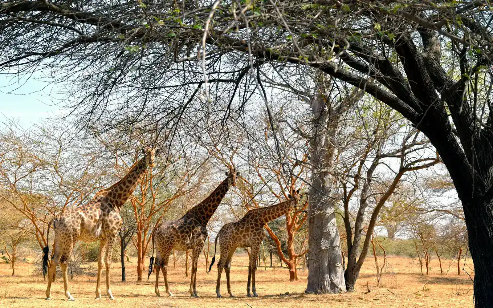 Giraffes beneath acacia trees in a private reserve