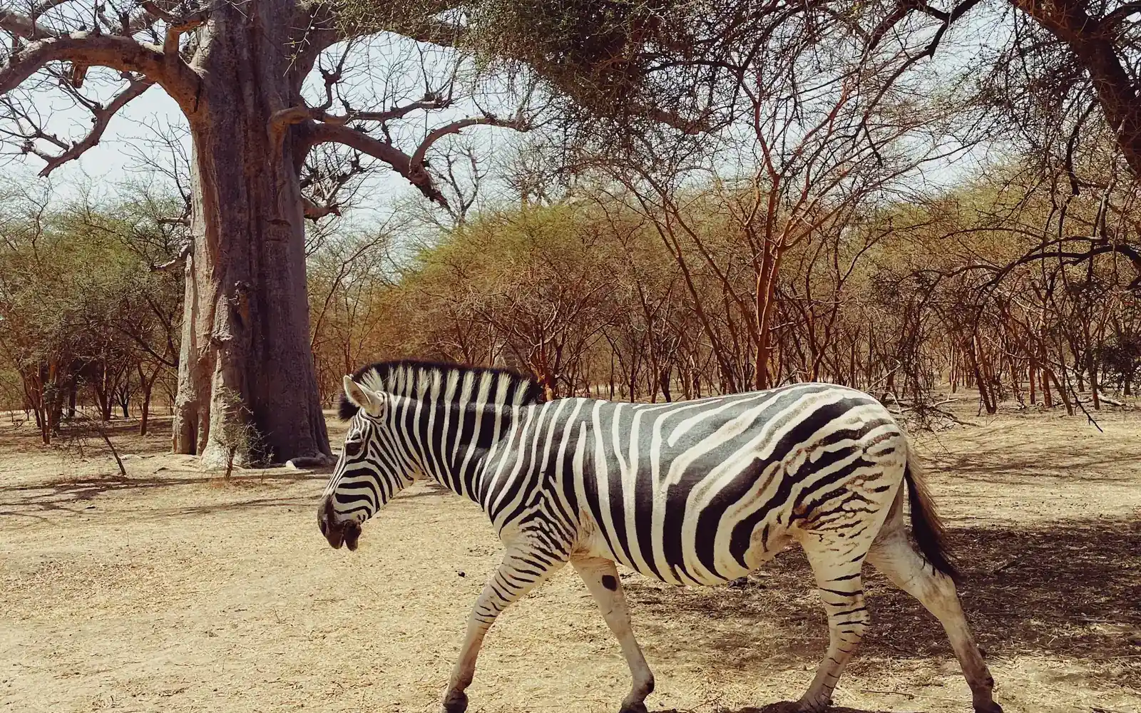 A zebra walking beneath a baobab