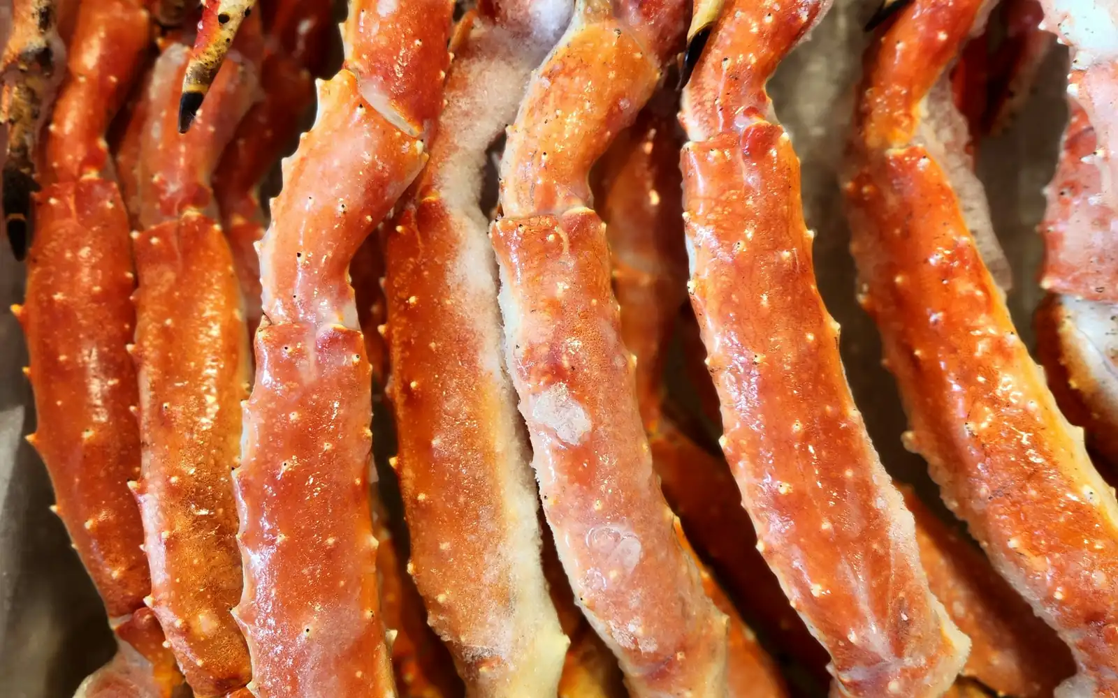 Giant red king crab legs, freshly landed