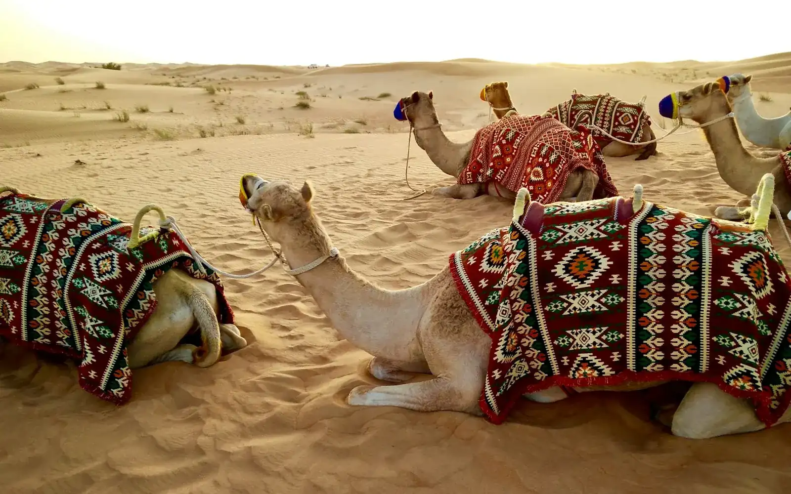 Camels resting on desert sand