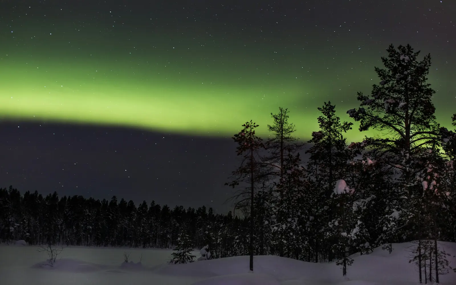 Green northern lights over a snowy pine forest