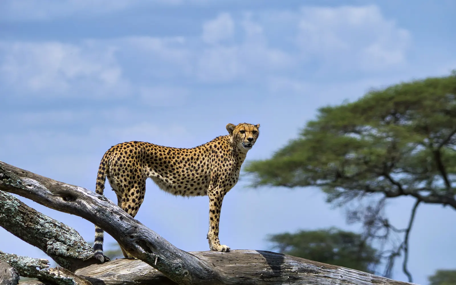 A cheetah resting on a fallen tree