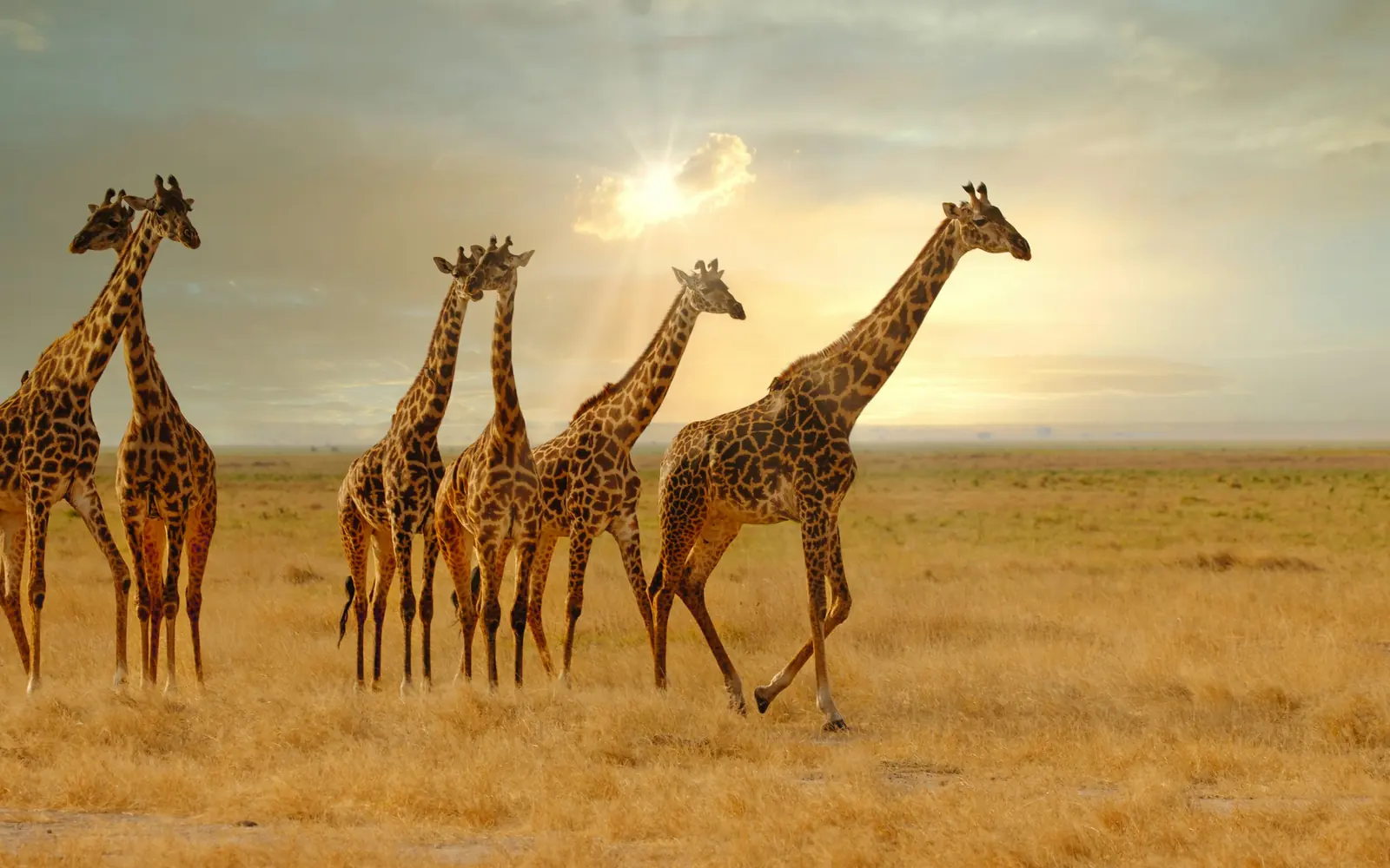Giraffes walking across the savannah at sunset