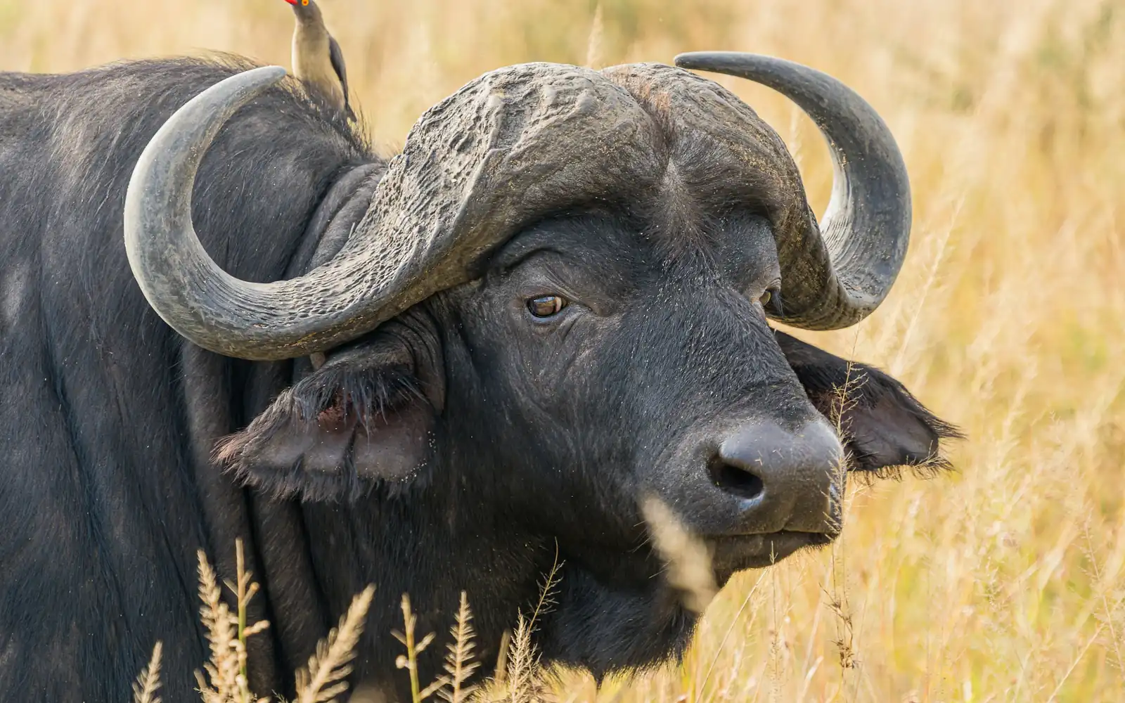 A Cape buffalo in the afternoon light