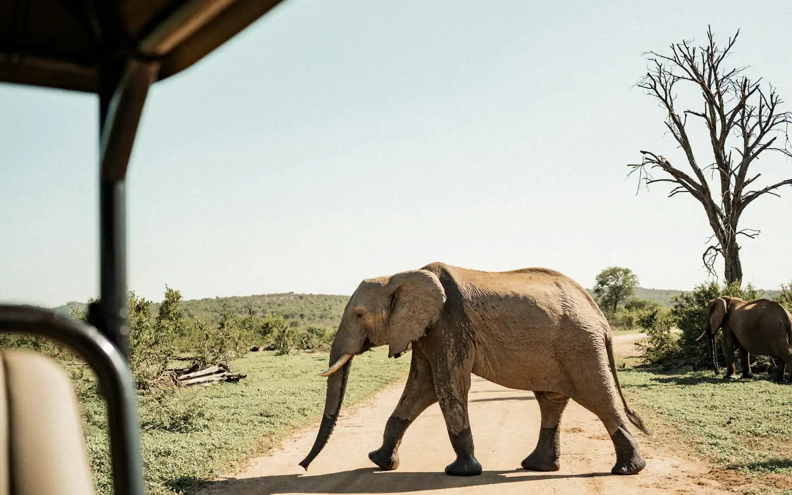 An elephant crossing the track ahead of the game vehicle