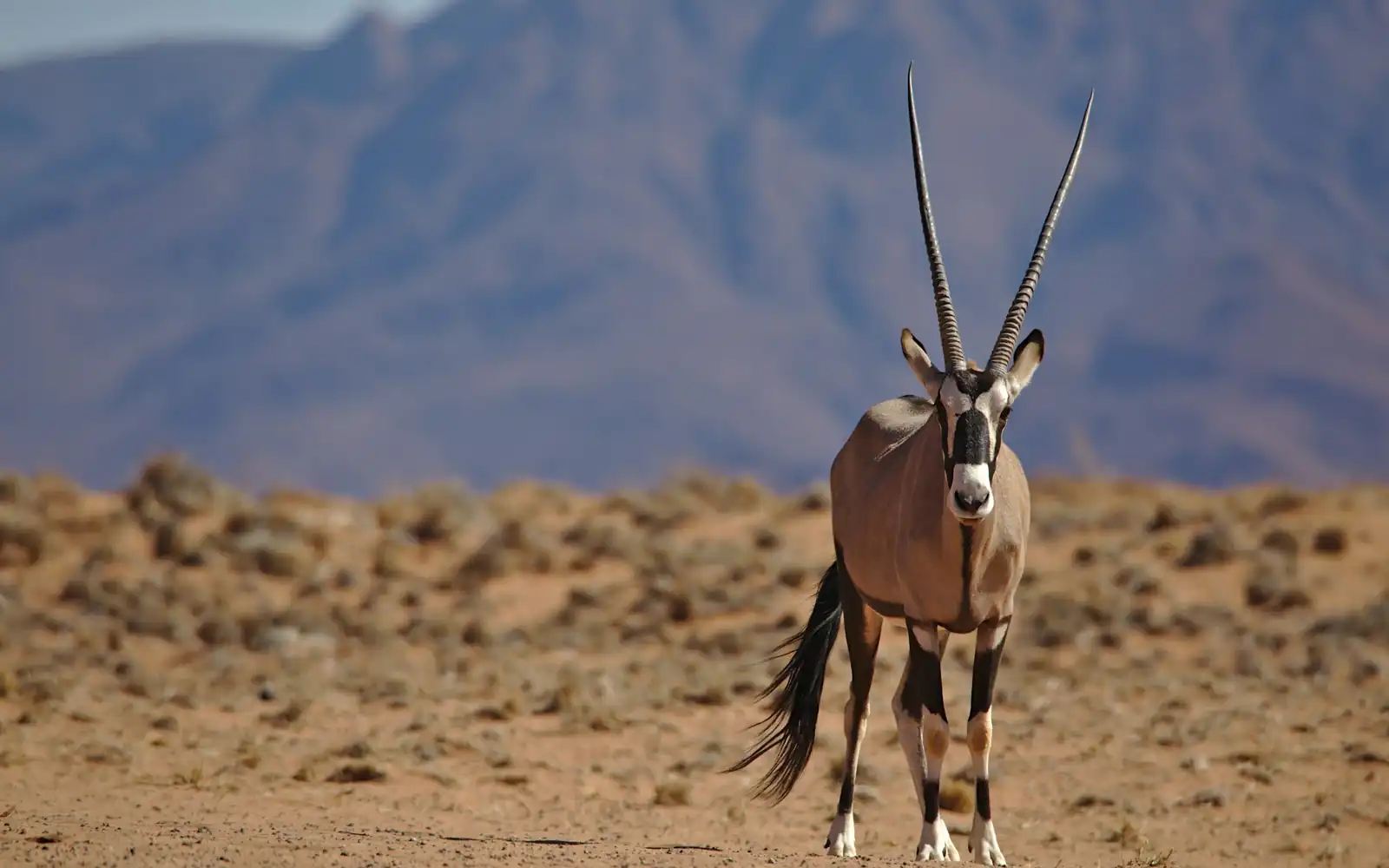 A gemsbok on the dry plains below the mountains
