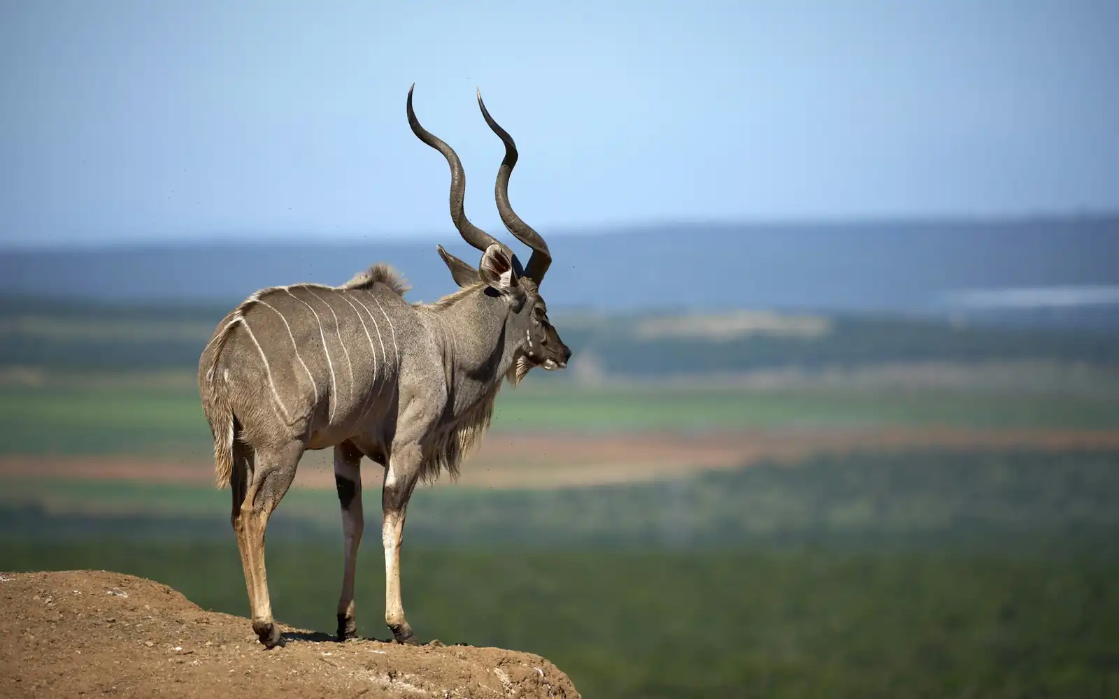A greater kudu on a ridge above the plains