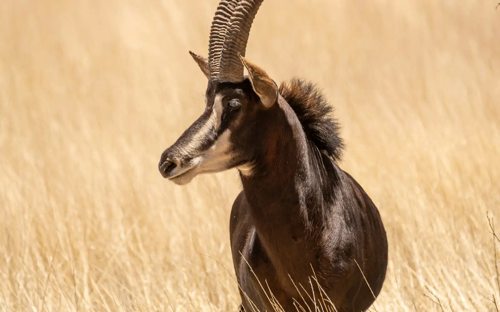 A sable antelope in golden grass
