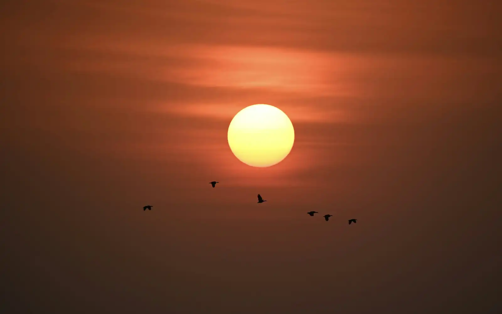 The sun setting over a river with birds in flight