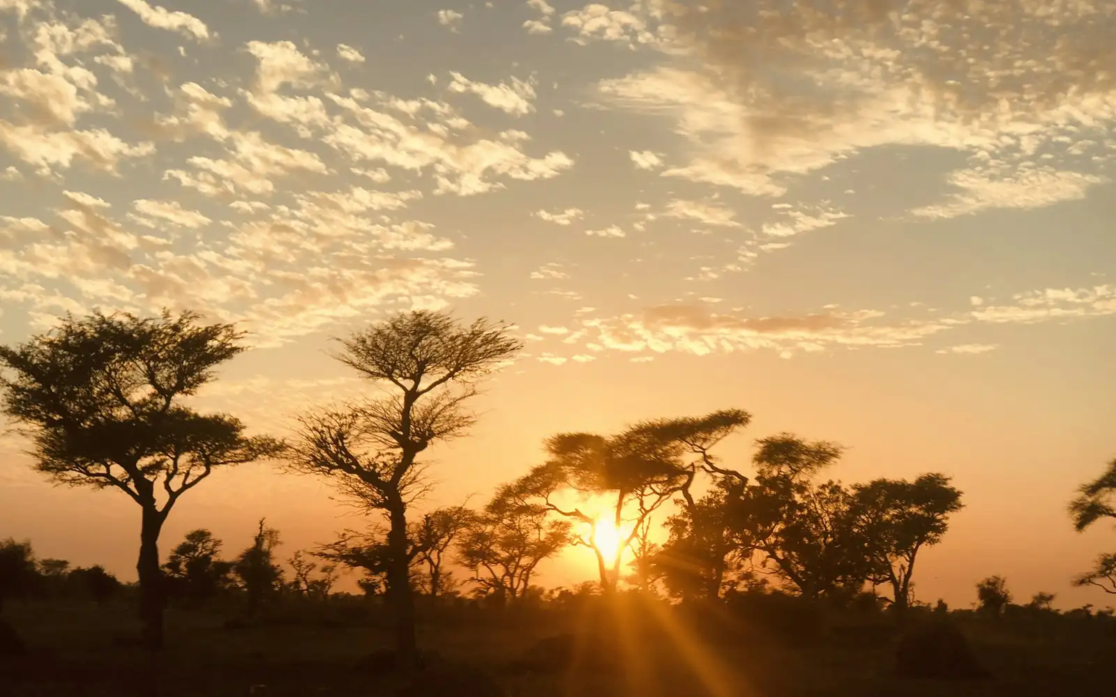Acacia trees at sunset on the savannah
