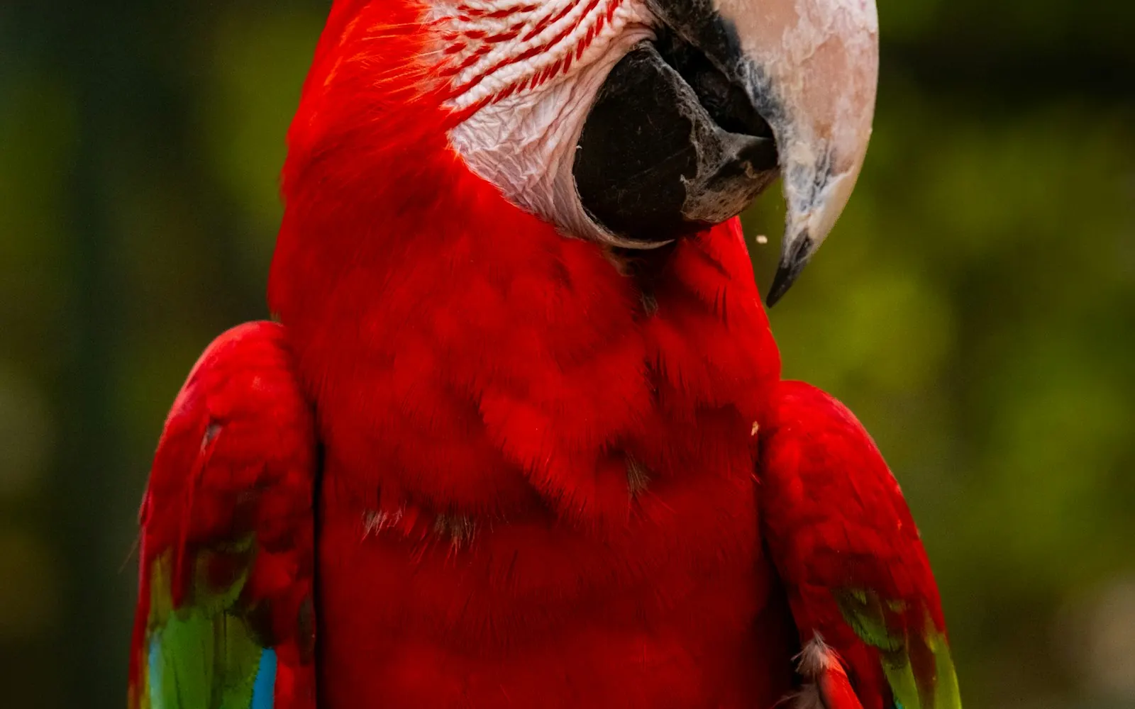 A scarlet macaw in the rainforest